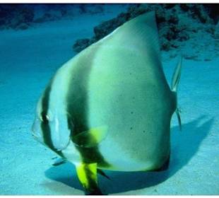 Delfinschwimmen Rotes Meer-Hurghada-Delfintour