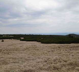 Berg Schneekoppe/Śnieżka