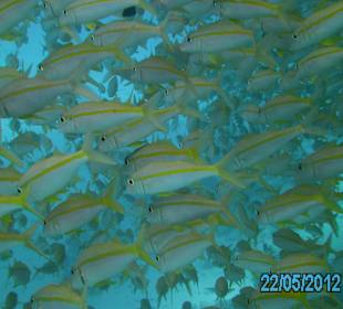 Ausflug mit Jasmin Divers