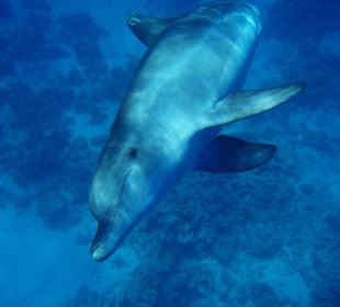 Delfin