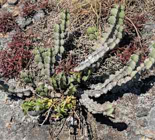 Roślinność na skałach