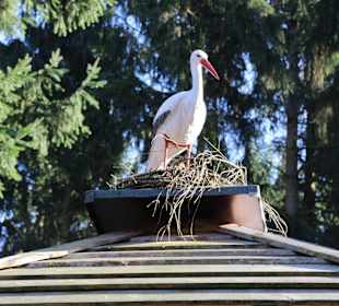 Skulpturen im Wildgatter