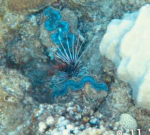 Schnorcheln Marsa Alam