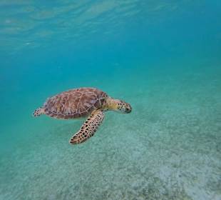 Schildkröte in akumal