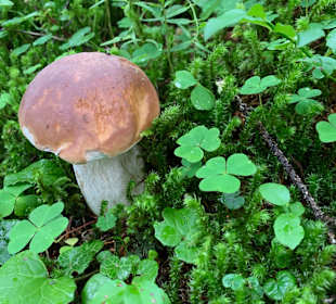 Wandern St. Jakob im Defereggental