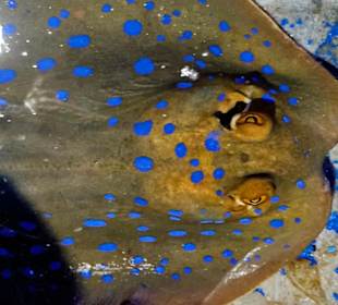 Hurghada Grand Aquarium