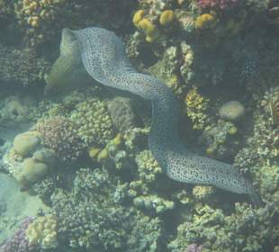 Schnorcheln beim Fort Arabesque