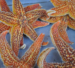 Zbiór najdziwniejszego jedzenia w całym Pekinie