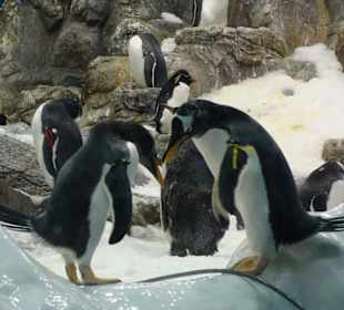 Pinguine