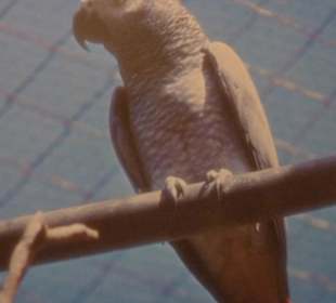 Grau-Papagei/Casela Vogelpark
