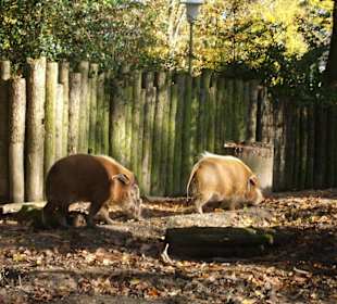 Pinselohrschweine
