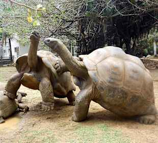 La Vanille Nature Park in Riviere des Anguilles