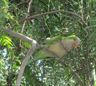 ja, wo fliegen sie denn die Papageien?