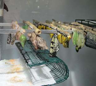 Das Schmetterlingshaus Villa Garzoni