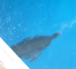 Delfin