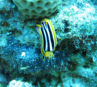 Tauchplatz Gotta El Dir