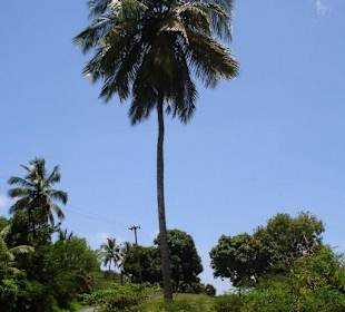 Fig Palm Tree Drive - Straße durch den Regenwald