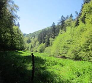 Auf dem Weg zur Queichquelle