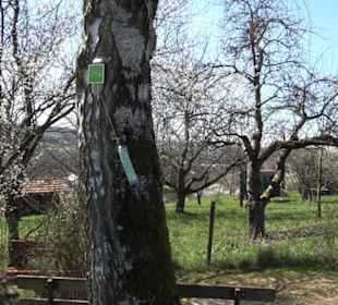 Premiumwanderweg "hochgeblickt"