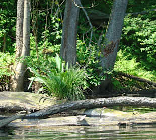 Malownicza rzeka Krutyń