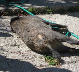 Gerade von den Jägern abgeladen