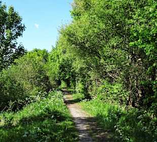 Eindrücke aus dem Stadtwald Oldenburg