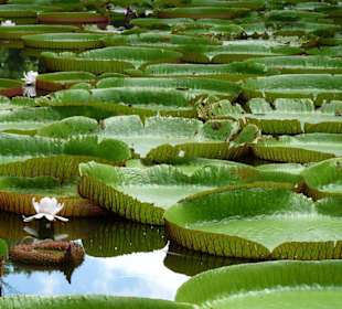 Botanischer Garten