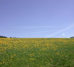 Frühling im Schwarzwald
