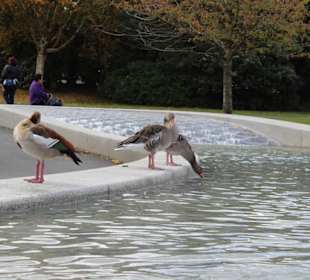 Gänse am Lady Di Memorial