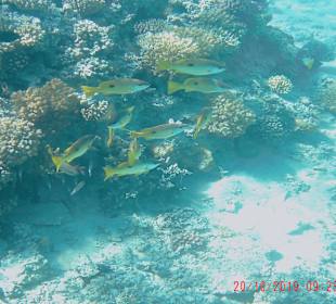 Schnorcheln Sahl Hasheesh