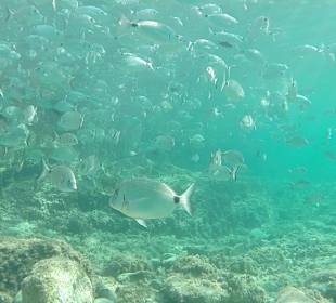 Tauchbasis Mero Diving Cala Ratjada