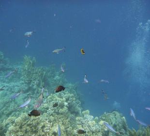 Fische am Hausriff Lamaya Resort