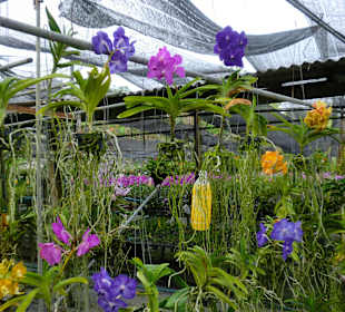 Schöne Pflanzen, in liebloser Anlage
