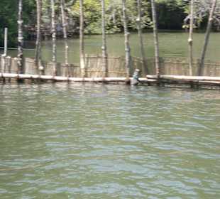 Reusen zum Fischfang