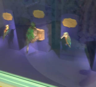 Museum Natur und Mensch