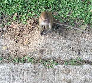 Khao Sok Nationalpark