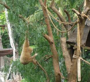 Jungle Park - ein schöner Rücken...
