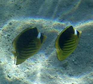 Die Unterwasserwelt beim Schnorcheln