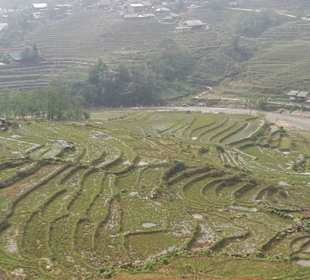 Reisterrassen