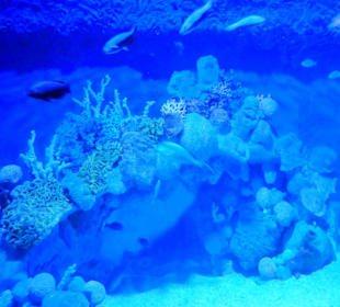 Im Aquarium