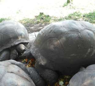 Riesenschildkröten bei der Fütterung