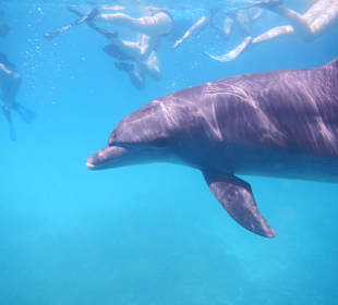 Der kleine Schelm von rechts