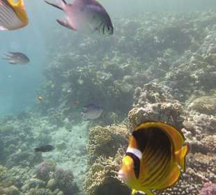 Schnorcheln Makadi Bay