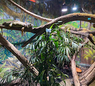 Abenteuer Dschungelland