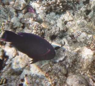 Hausriff des Hotels Fort Arabesque