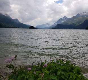 Blumen am Silser See