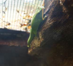 Schöner Zoo in Fuengirola