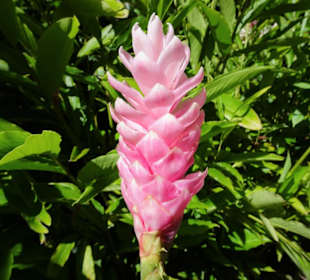 Spaziergang durch den Botanischen Garten Mascarin