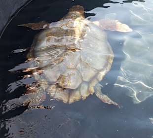 Schildkröten-Aufzuchtstation