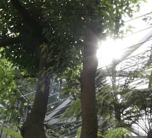 Palmfarnhaus -  Botanischer Garten